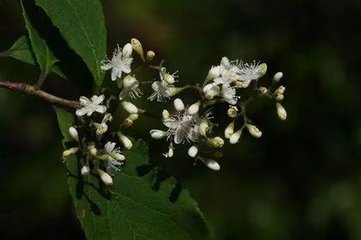 山礬花