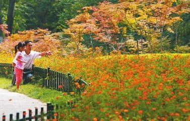 临江仙（赵端礼重阳后一日置酒，坐上赋）