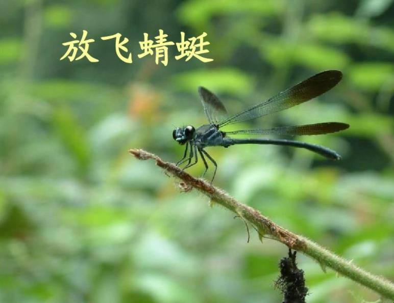 蜻的组词(蜻的组词有哪些)